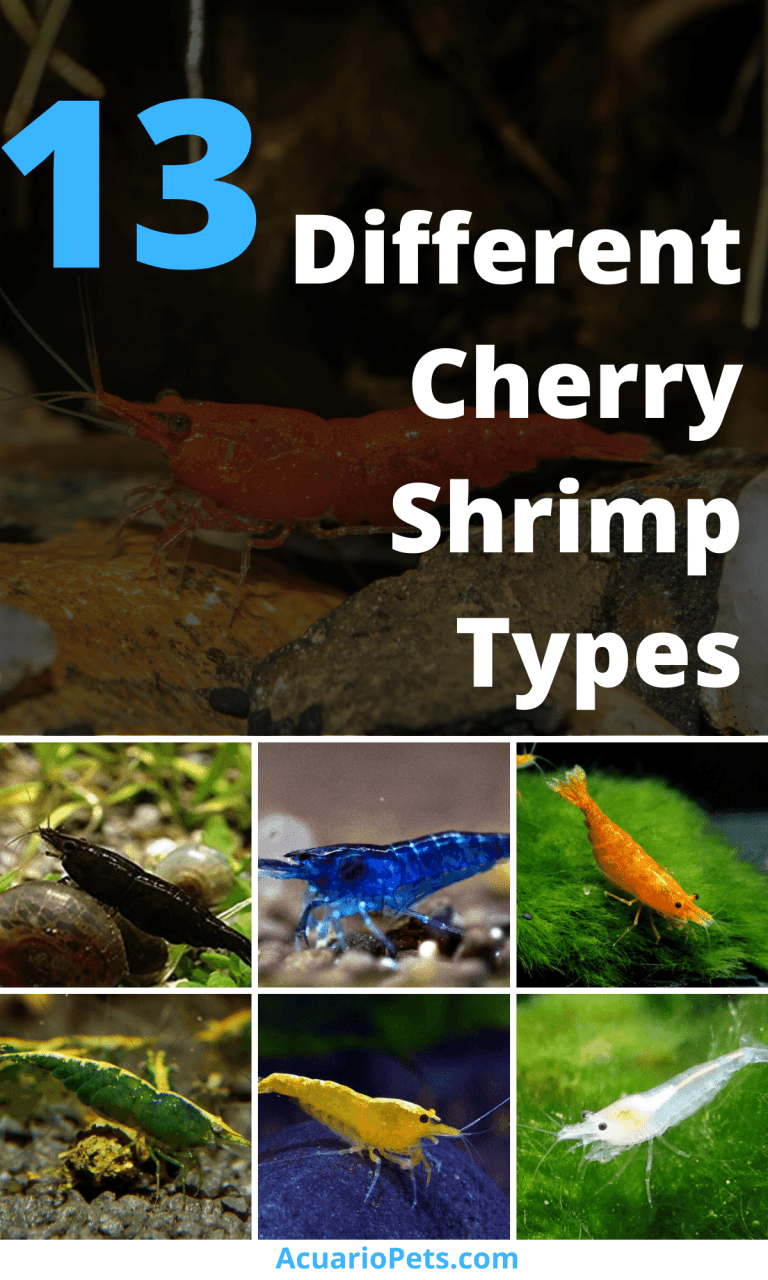 13 Different Cherry Shrimp Types Which One Is Ideal For You? Acuario