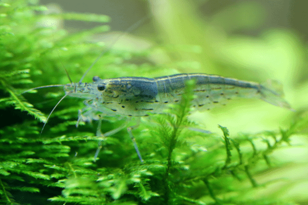 Pregnant Ghost Shrimp Hatching Eggs Youtube