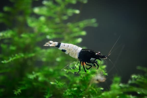How To Save A Dying Shrimp?