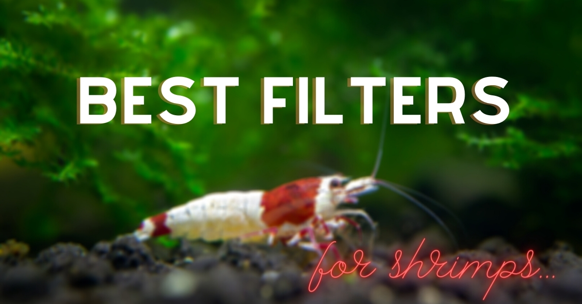 Best filters for shrimps