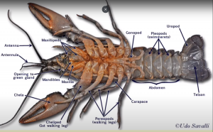 Male Vs Female Crayfish [Differences Illustrated] – Acuario Pets