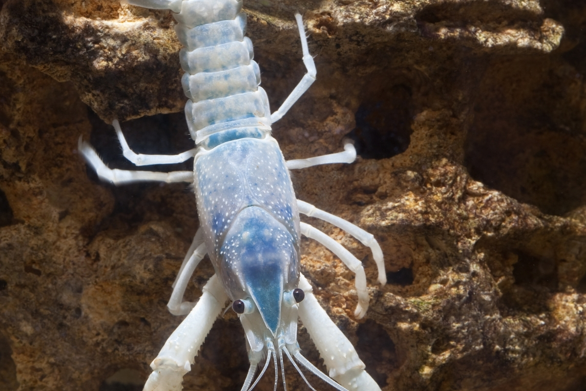 Do Crayfishes Eat Their Babies?