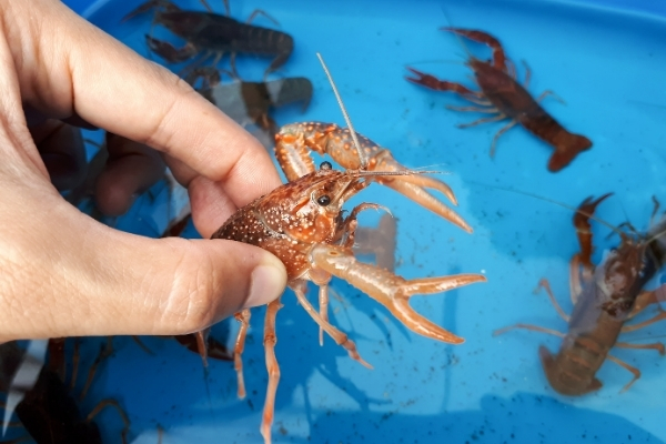 How Long Can Crayfish Live Out Of Water Acuario Pets