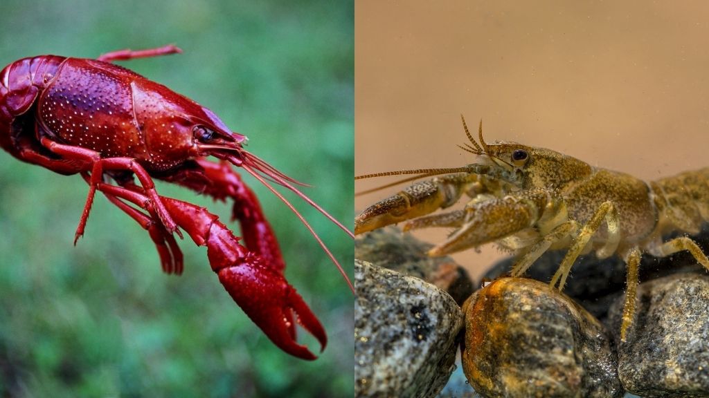 Male Crayfish Vs Female Crayfish