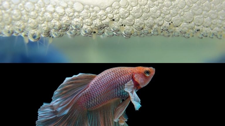 Betta Fry Dying? Here’s Why and What To Do – Acuario Pets