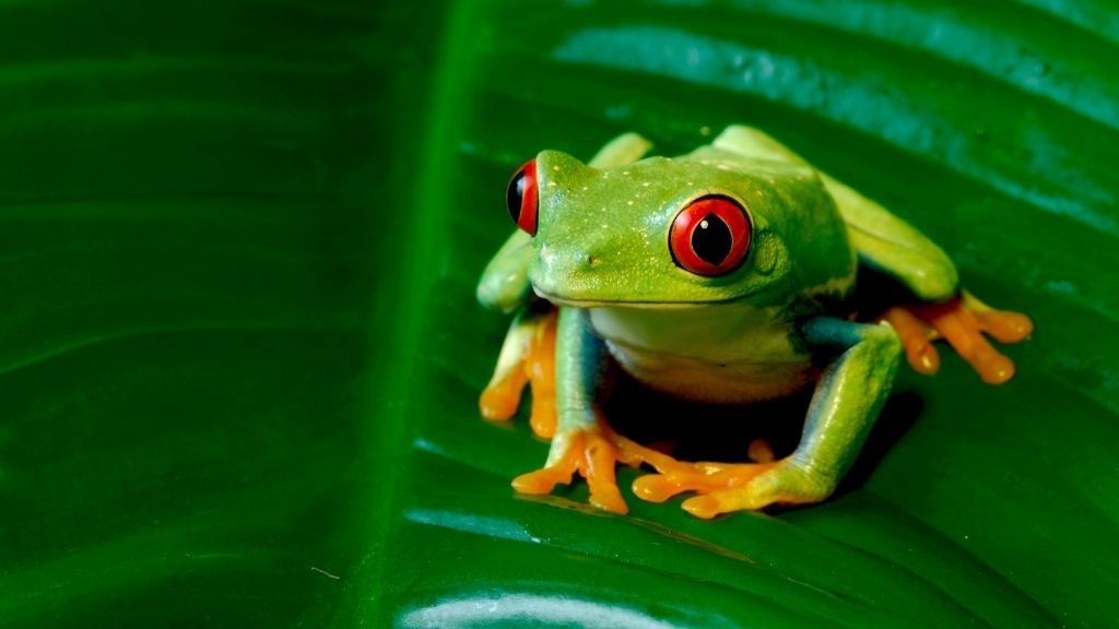 Why Tree Frogs Change Color And What It Means? – Acuario Pets