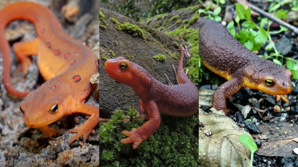Various Species Of Newts And Their Lifespan