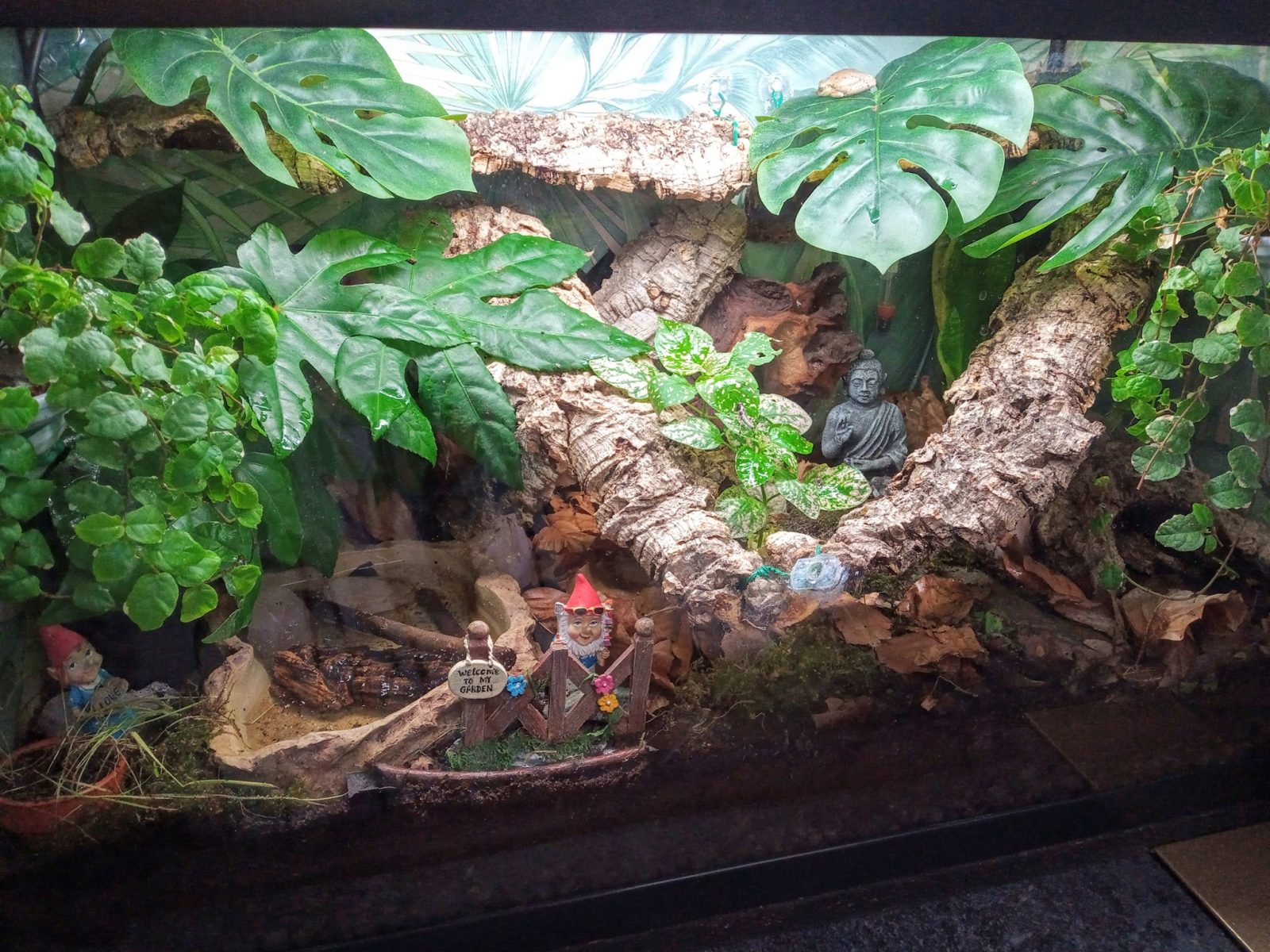 How To Setup A Tree Frog Habitat Step By Step Guide Acuario Pets