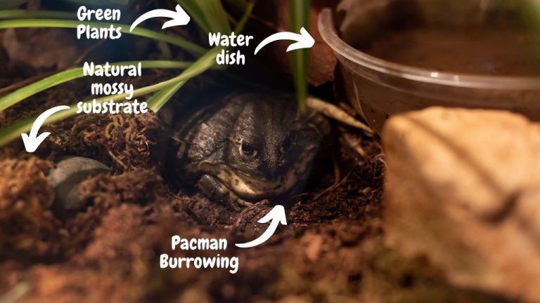 View of How To Setup A Pacman Frog Habitat? [Beginner’s Guide] – Acuario Pets