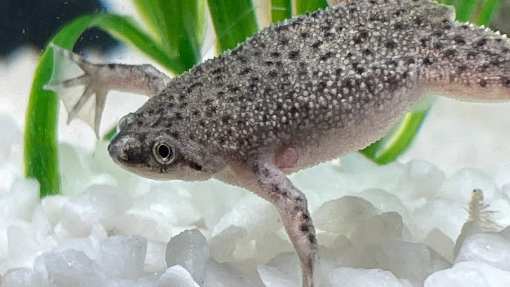 10 Signs That Say Your African Dwarf Frog Is Dying – Acuario Pets