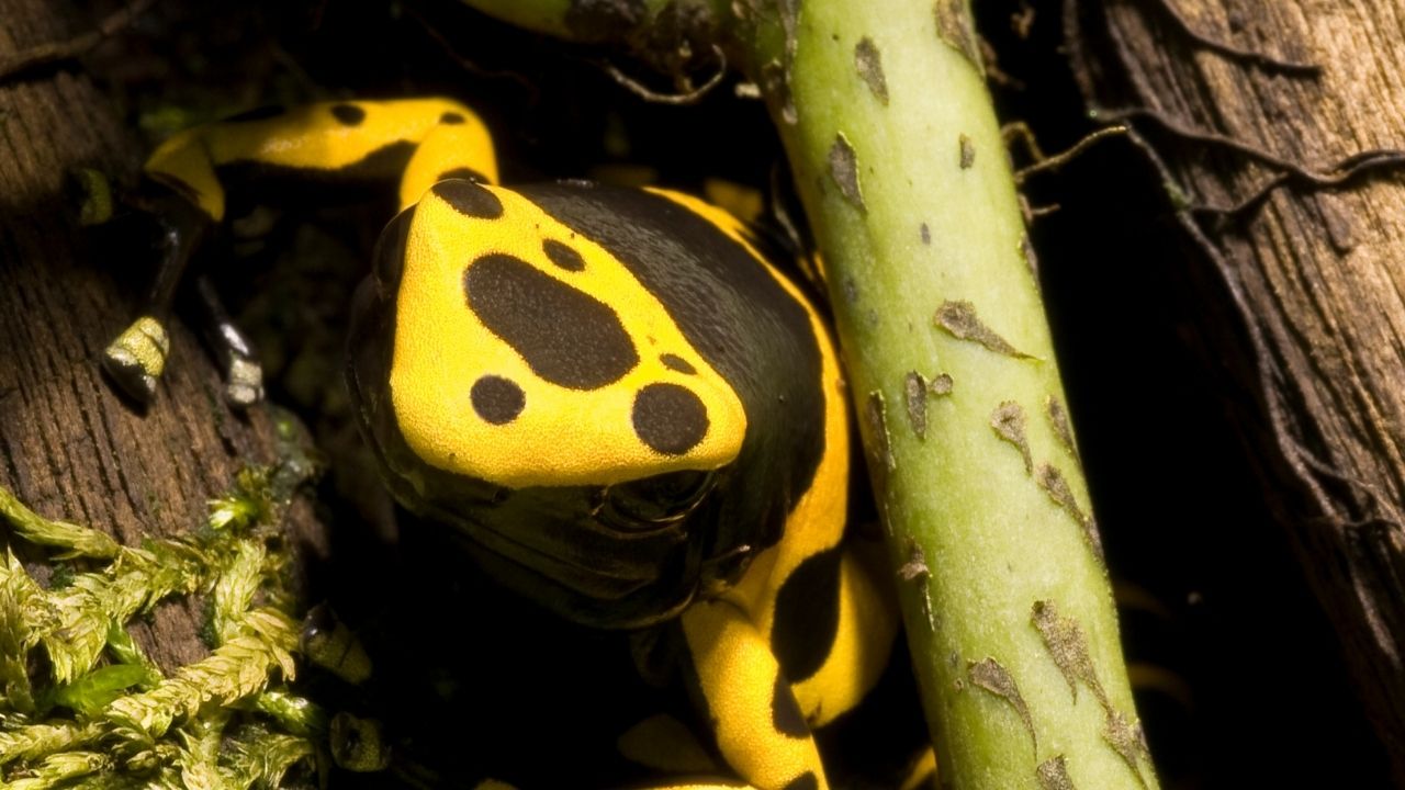 Can You Keep Dart Frogs As Pets? [Pros & Cons] Acuario Pets