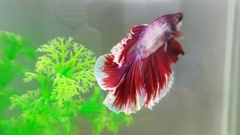 How To Save A Dying Betta Fish Acuario Pets