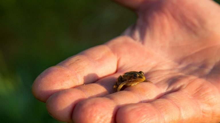 21 Popular Small Pet Frogs That Stay Small – Acuario Pets