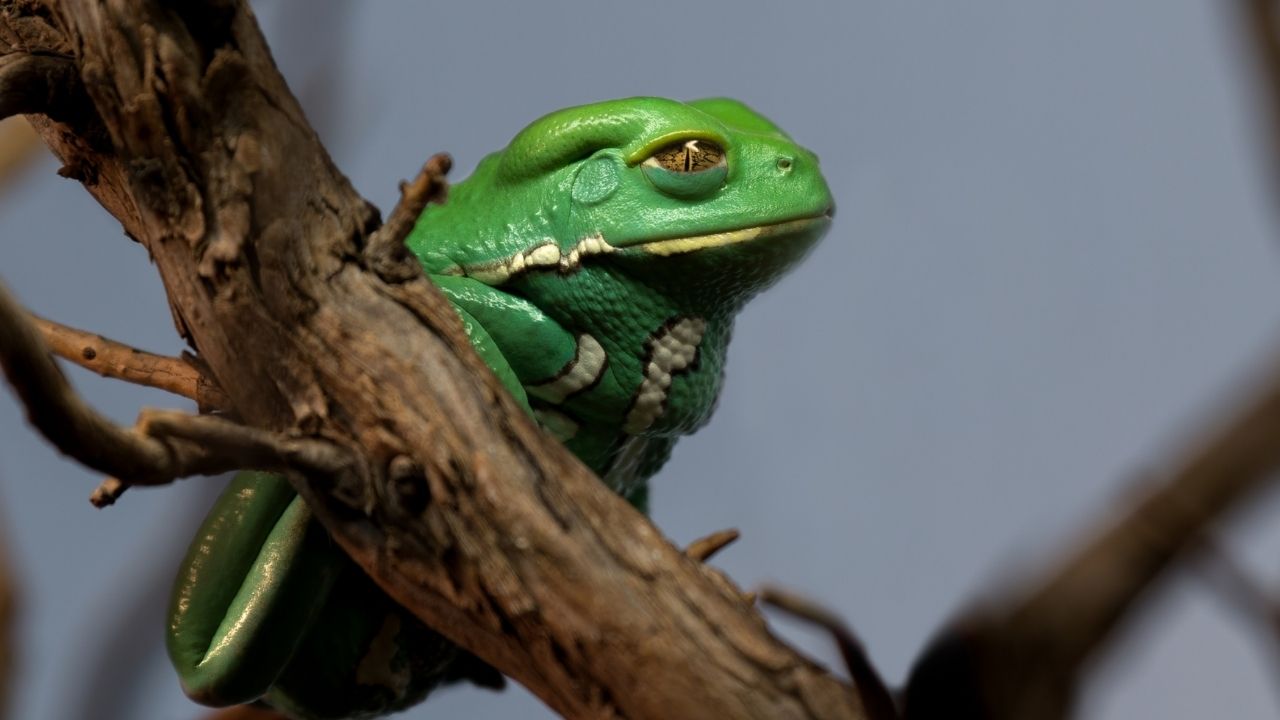 12 Best Pet Frogs For Handling [Beginner’s List] Acuario Pets