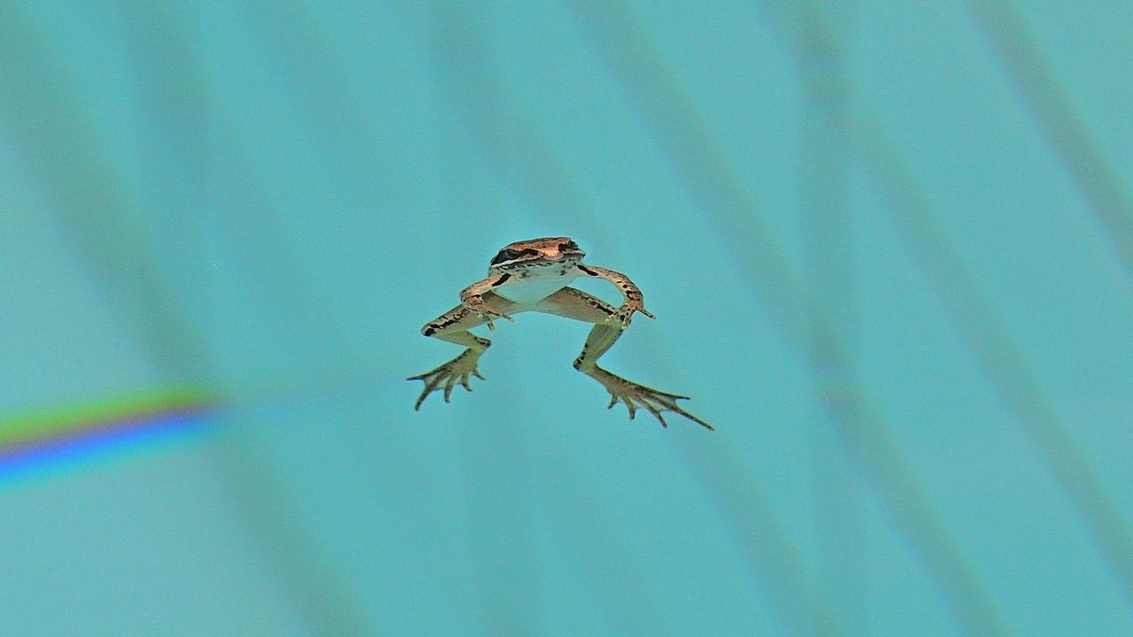 13 Ways To Keep Frogs Away From Pool Acuario Pets