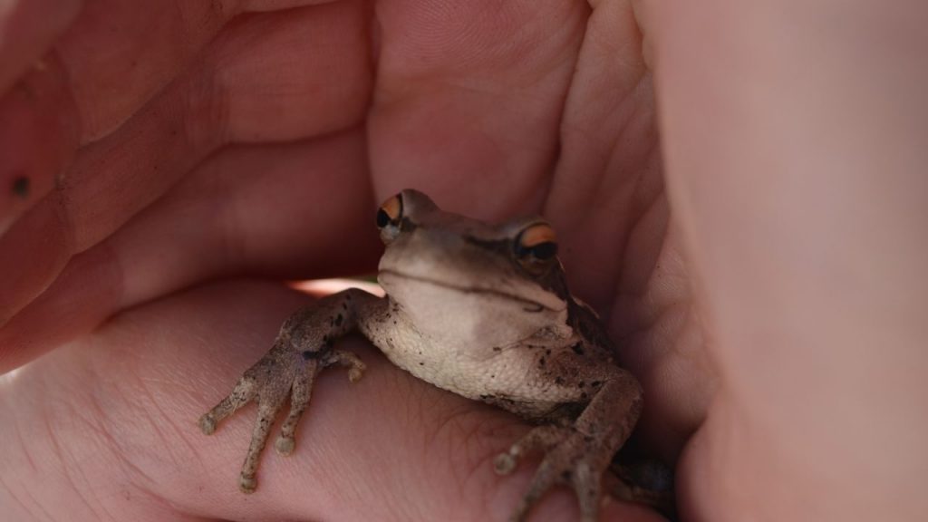 12 Best Pet Frogs For Handling [Beginner’s List] Acuario Pets