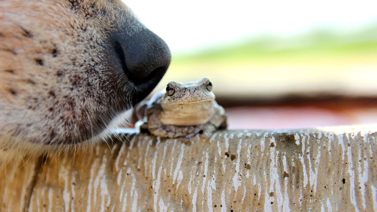What Happens If Dog Eats Frog