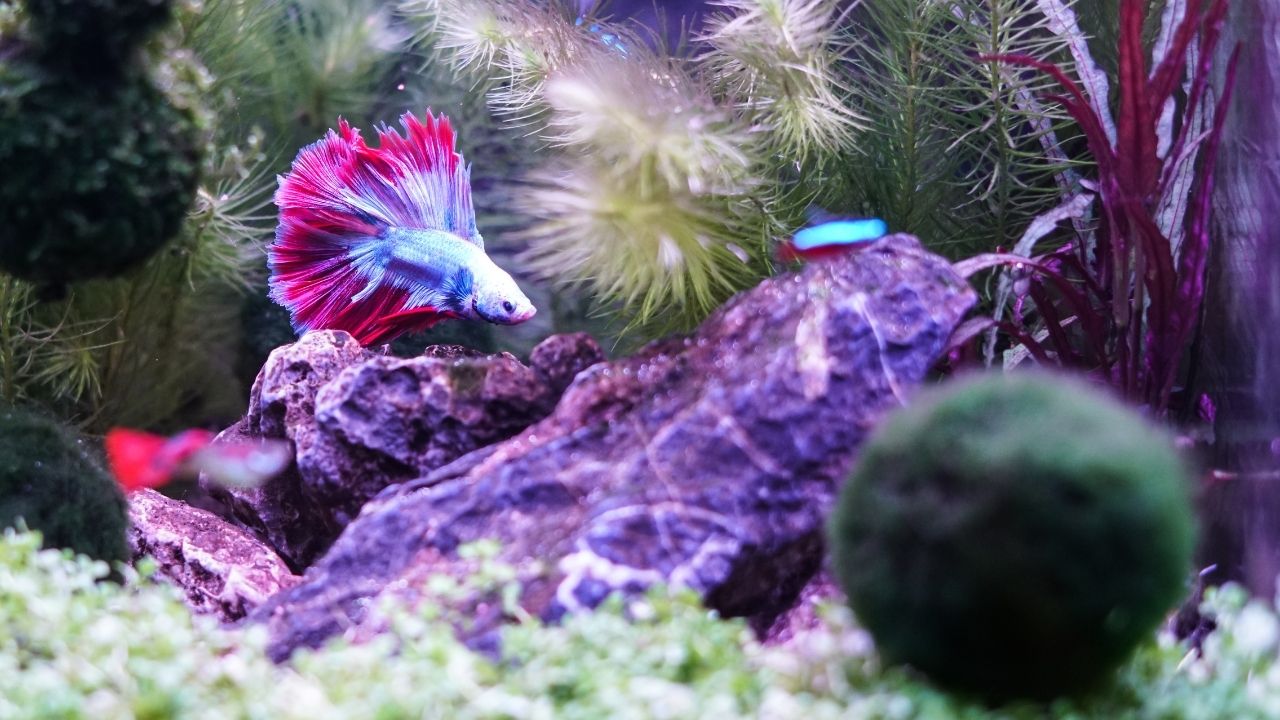 Can Betta Fish Play Dead? Acuario Pets