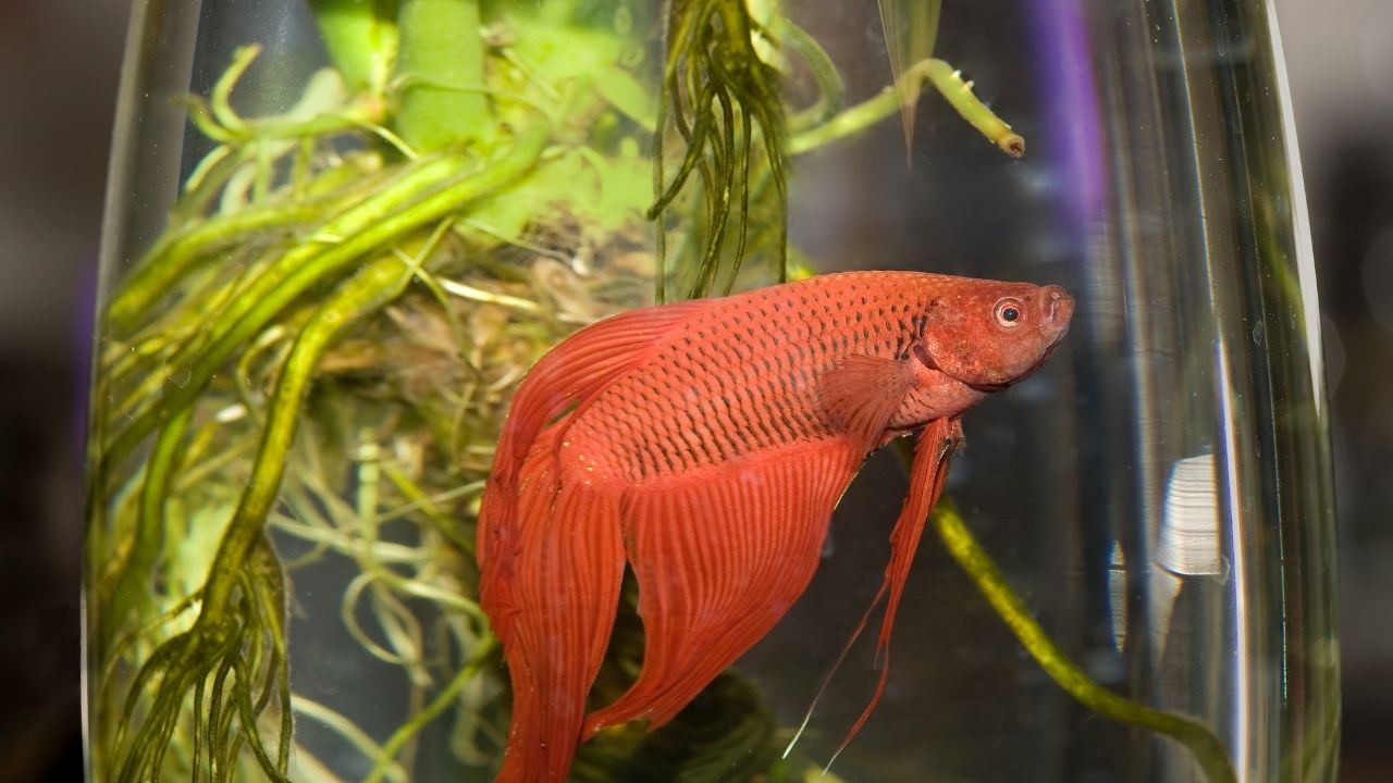 How Long Can Betta Fish Live in a Fishbowl? Acuario Pets