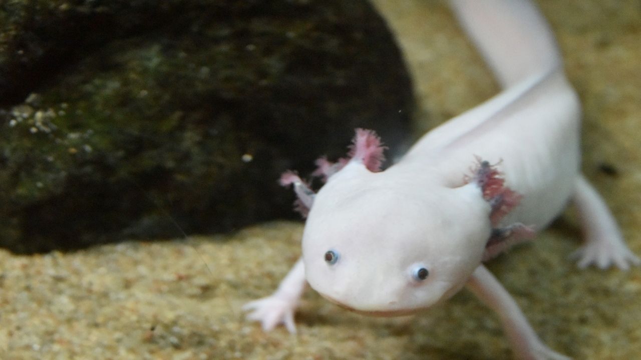 Can You Keep Salamander As A Pet? Acuario Pets