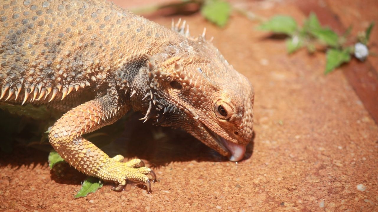What Fruits Can Bearded Dragons Eat? [Safe & Unsafe List] Acuario Pets