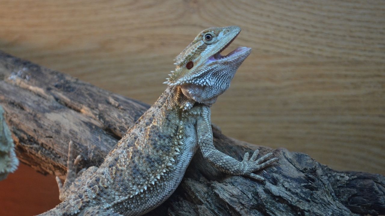 How To Deal With Mites On Bearded Dragon? [Prevention Tips] Acuario Pets