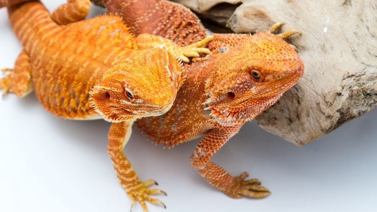 How Much Does A Bearded Dragon Cost? [UPDATED Price List] – Acuario Pets
