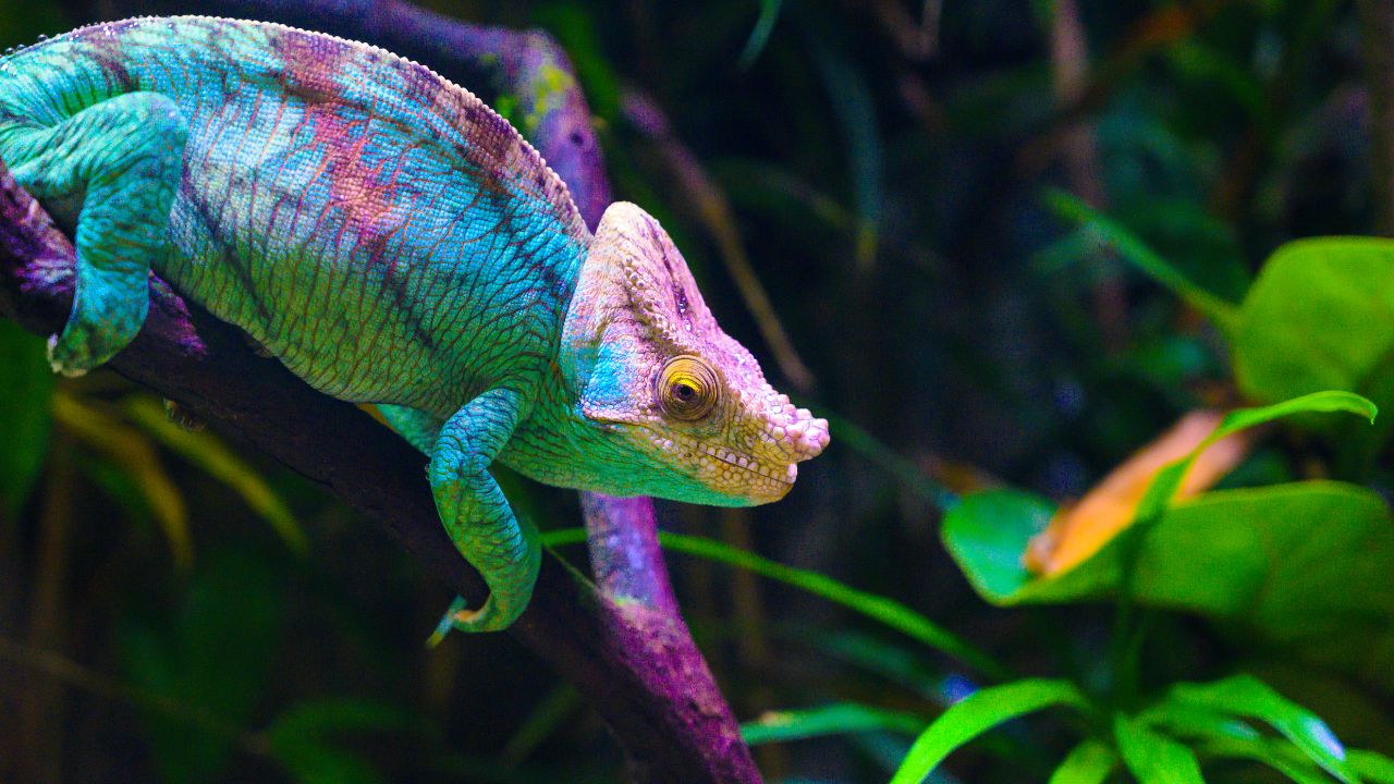 Are Chameleons Poisonous? [Precaution Tips] Acuario Pets
