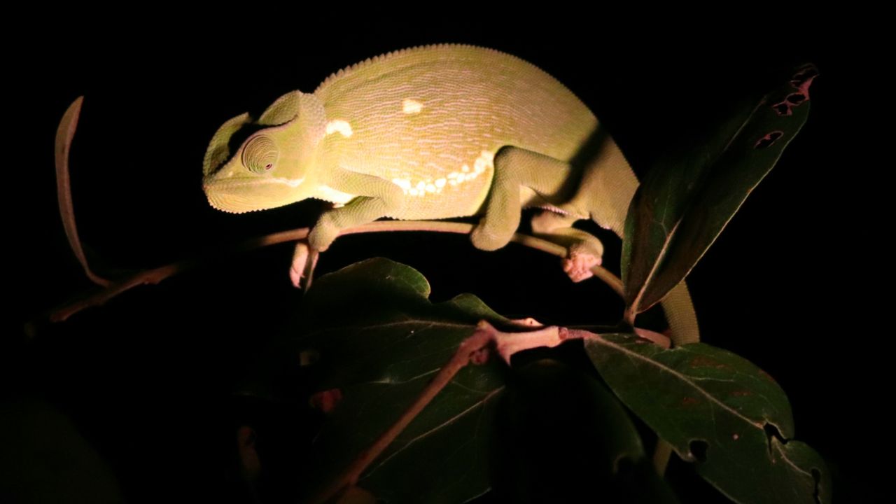 Does Chameleon Need Light At Night? Acuario Pets