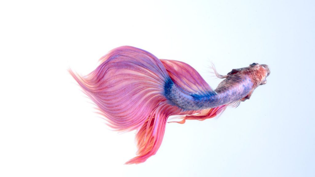 Why Did My Betta Fish Die? 20 Weird Reasons Acuario Pets