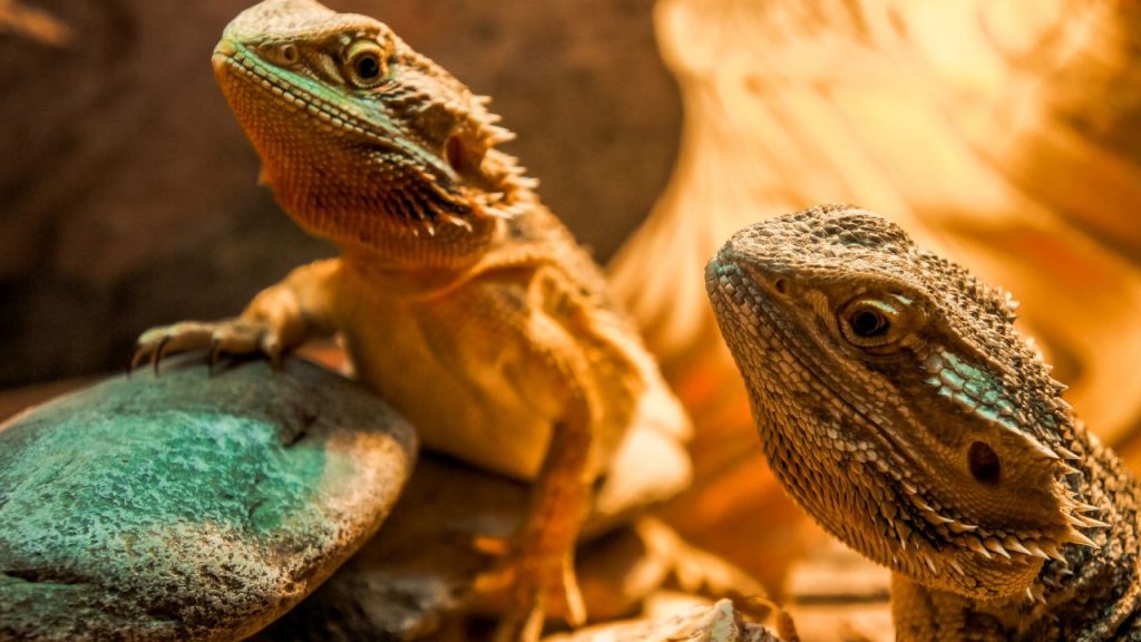 Bearded Dragon Laying Eggs? Do These Now! Acuario Pets
