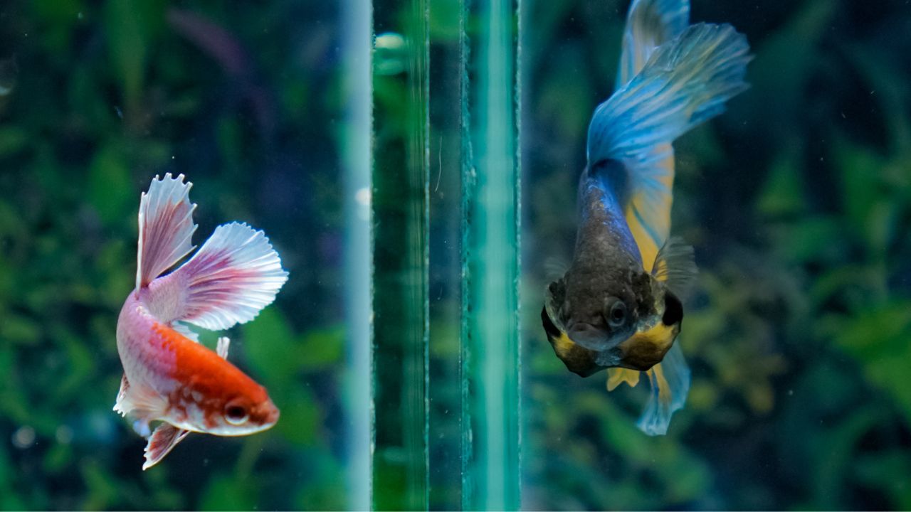 What Is The Ideal pH Level For Betta Fish? Acuario Pets