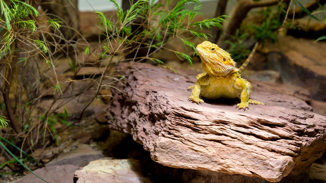 Bearded Dragon Laying Eggs? Do These Now! Acuario Pets