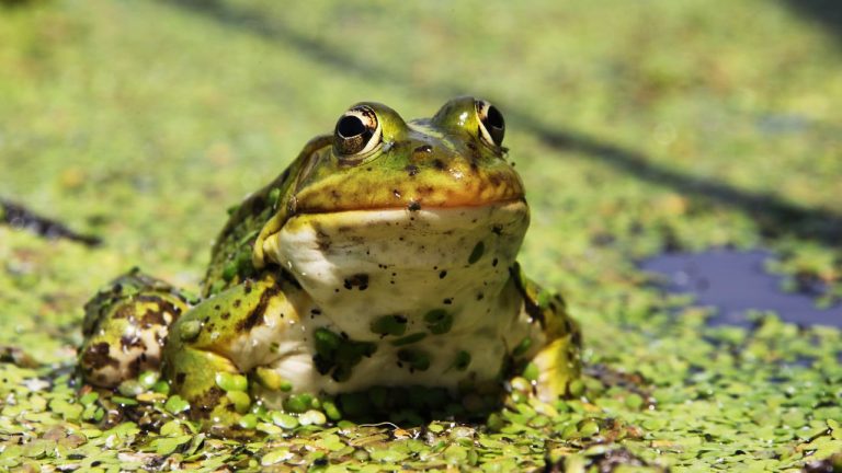 Does Frog Pee Cause Warts? [Science Explains] – Acuario Pets