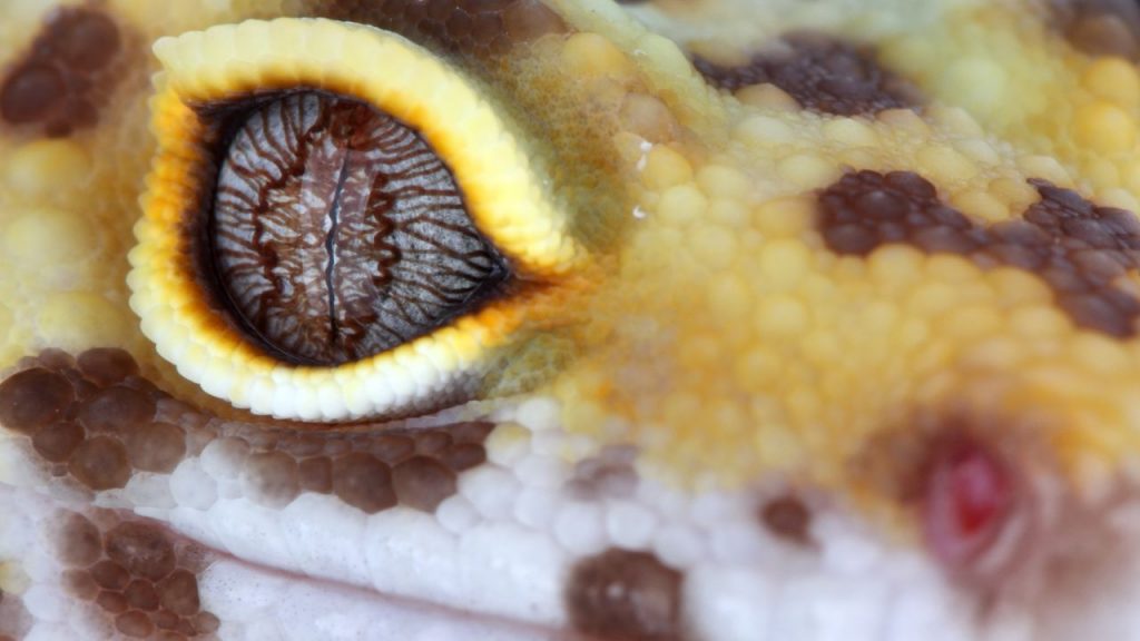 How To Treat Leopard Gecko Eye Infection? Acuario Pets