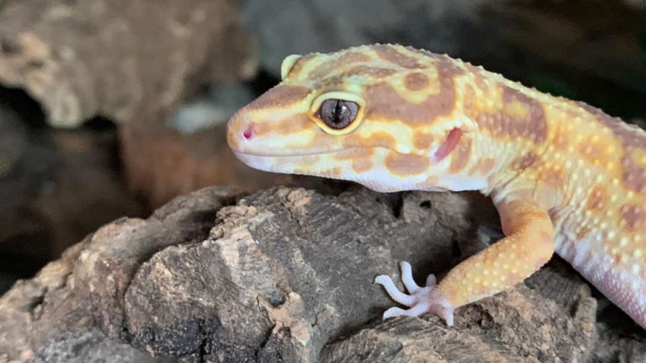 How To Take Care Of A Pregnant Leopard Gecko? Acuario Pets