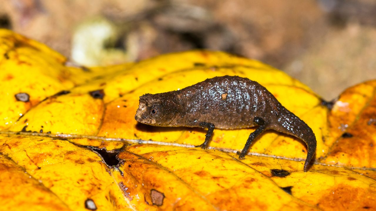 Can You Put Chameleon In A Fish Tank? Acuario Pets
