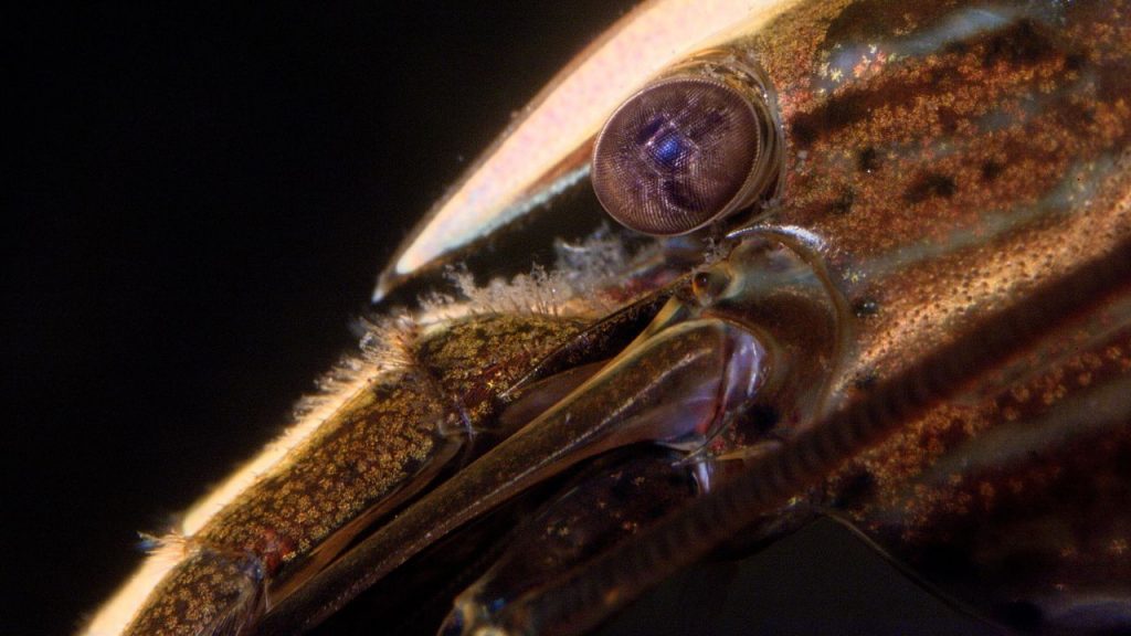 Bamboo Shrimp lifespan How Long Do They Live? Acuario Pets