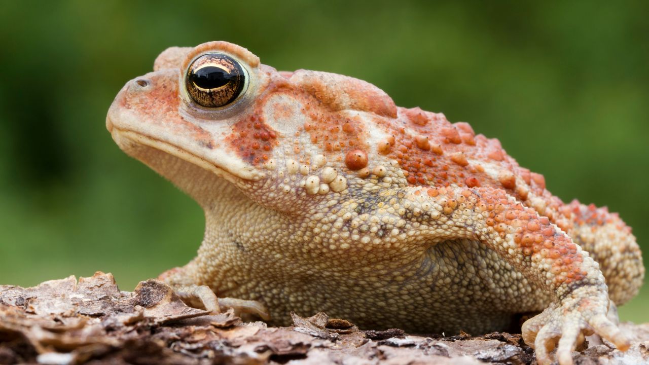 What Do Toads Eat? [Feeding Guide] Acuario Pets