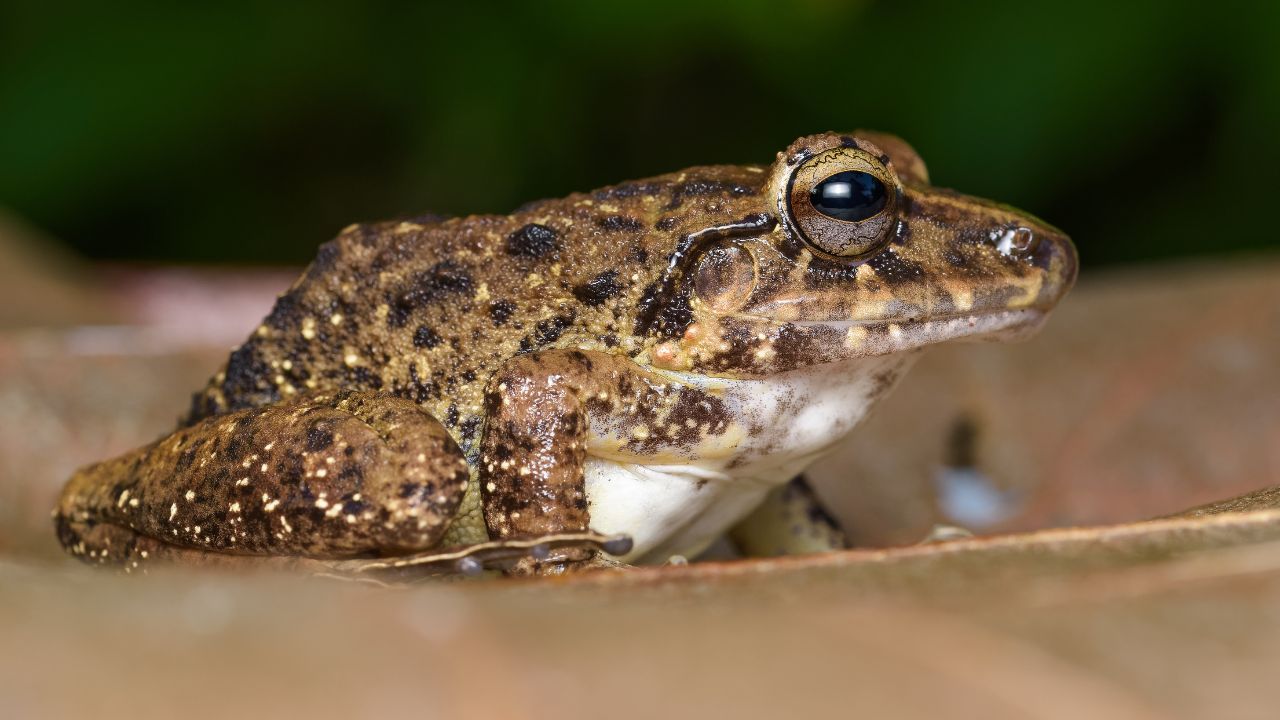 What Do Desert Rain Frogs Eat? [In Wild & Captivity] – Acuario Pets