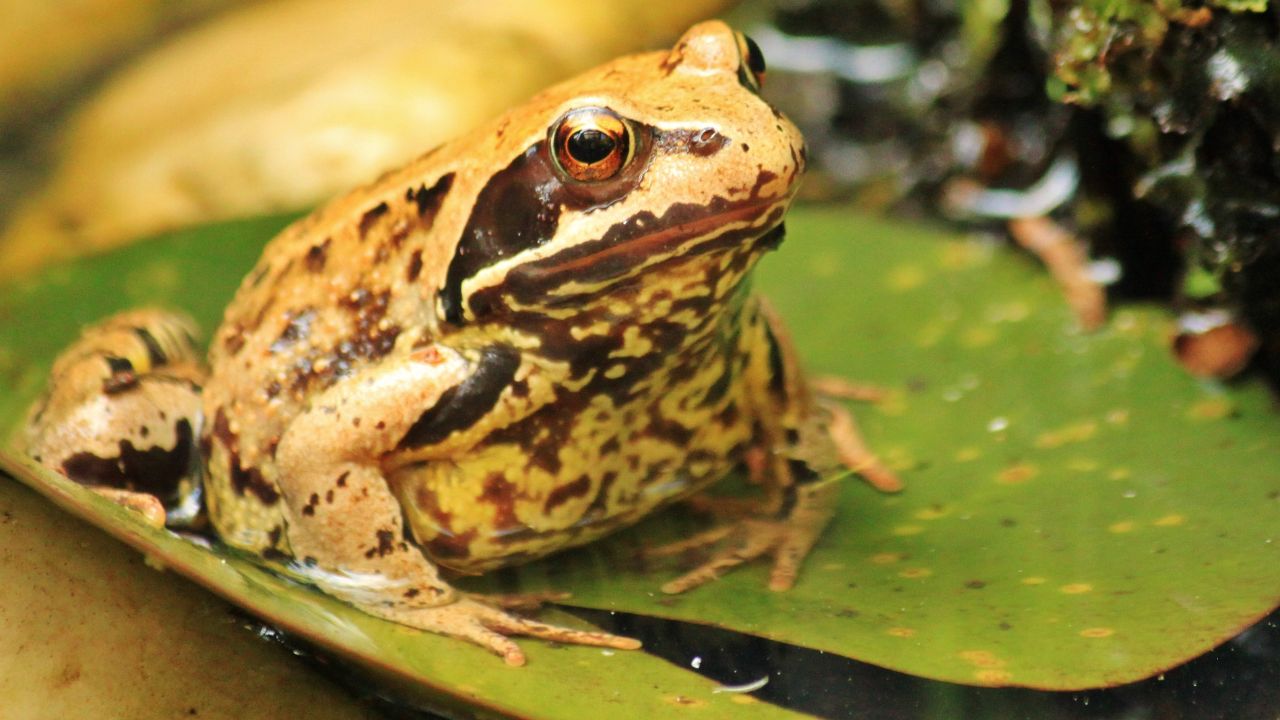 What Do Toads Eat? [Feeding Guide] Acuario Pets
